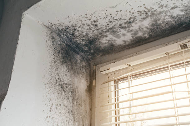 Affordable Mold Cleanup solutions in Boiling Springs, PA