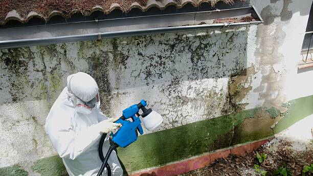 Top rated local Mold Cleanup specialists in Boiling Springs, PA
